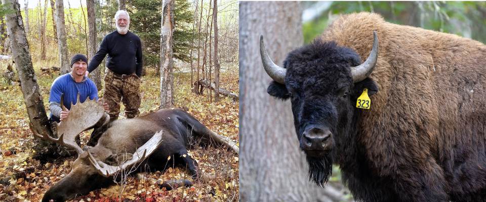 Left: Hunters with a moose. Right: Woodbison with a tag. - Alaska Department of Fish and Game